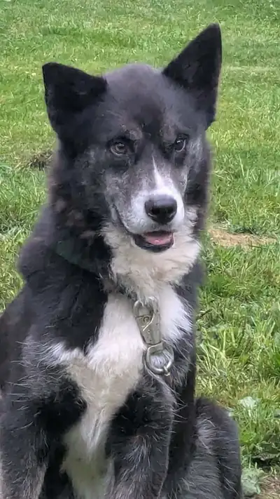 jeune mâle husky x 1 ans, View more