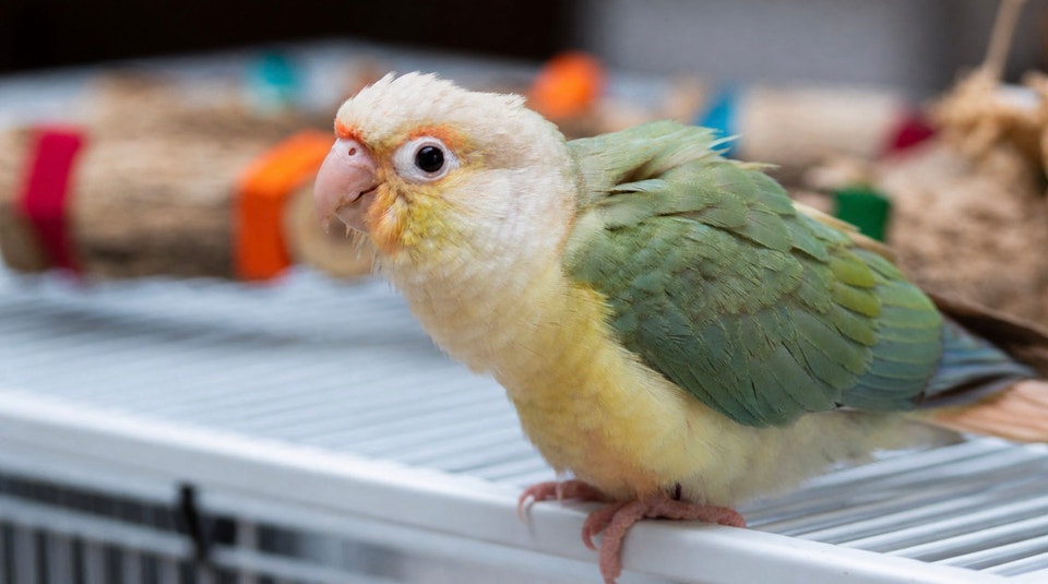 ⭐️⭐️Sweet Baby Conure ️⭐️with Cage & food⭐️⭐️ | Birds for Rehoming ...