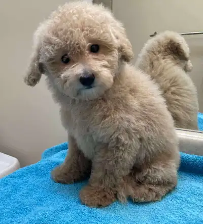 I have a super cute apricot miniature poodle boy looking for his new forever home! He's 10 weeks old...