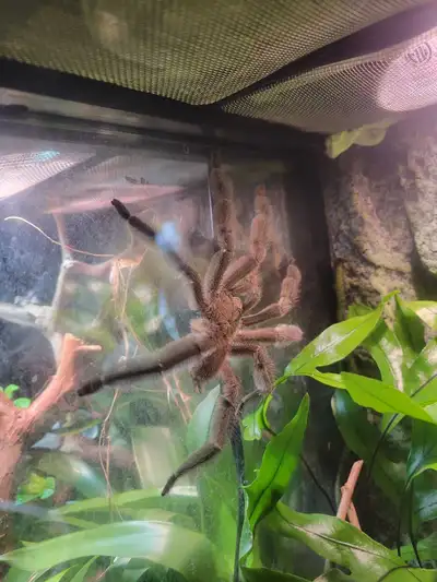 Psalmopoeus cambridgei, View more