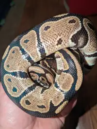Ball python female 1.5 years old