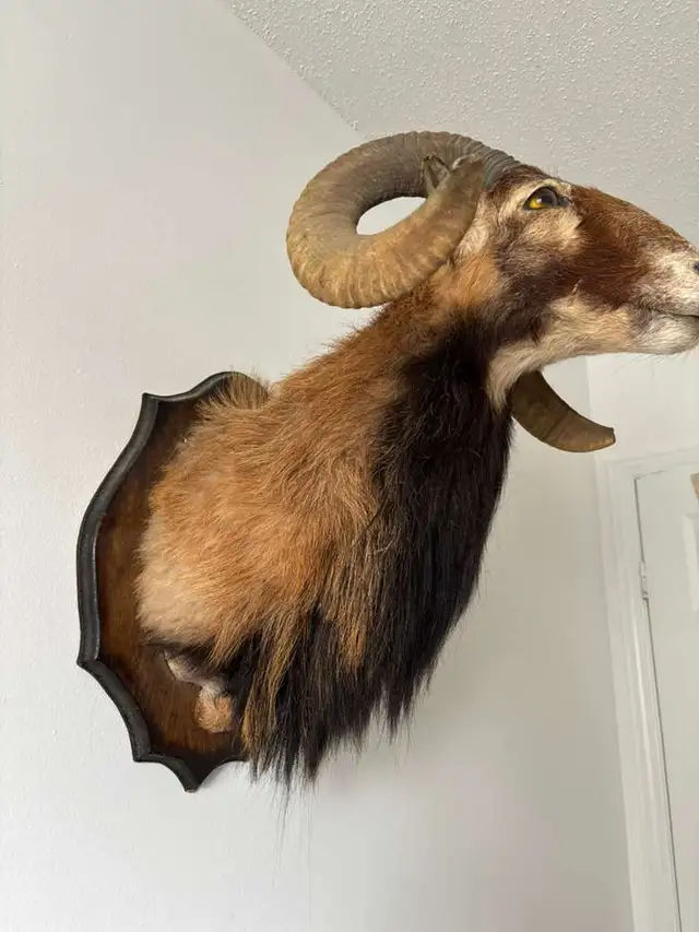 Corsican Ram Taxidermy Wall Mount in Arts & Collectibles in Ottawa - Image 4