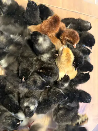 Farm-Fresh Baby Chicks Available! Our adorable chicks are hatched right here on our farm from our ha...