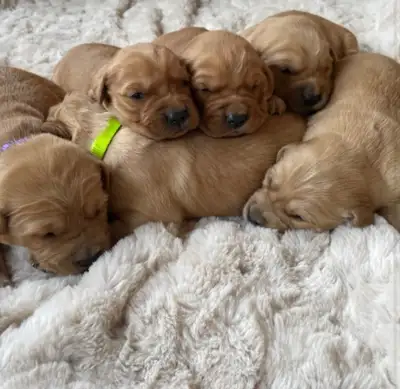 Bailey is due to have another litter of puppies on June23! We have started a wait list and you could...