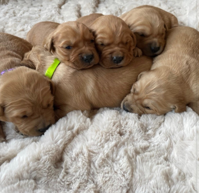 Purebred Golden Retriever puppies in Dogs & Puppies for Rehoming in Hamilton