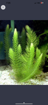 Ceratophyllum demersum Plantae aquarium