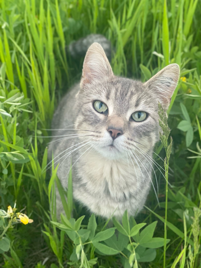 Zhenya needs a HOME in Cats & Kittens for Rehoming in Saskatoon