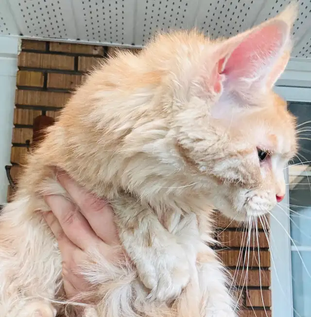 Maine Coon in Cats & Kittens for Rehoming in Saint-Hyacinthe - Image 3