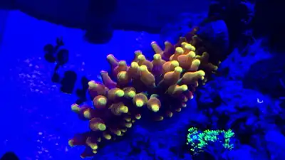 Chicago Sunbust Bubble Tip Anemone, View more