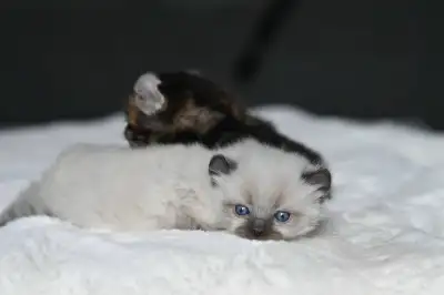 Nous avons deux belles petites femelles highland lynx Elles tous les deux des queues longues,pattes...