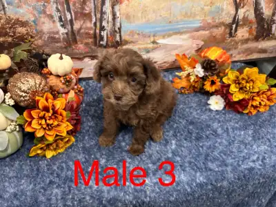 Updated March 14/25 These beautiful pups are now ready to find their forever homes. Pictures do thes...