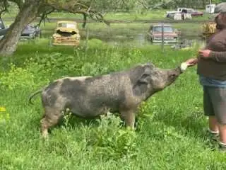2 year old spotted hog x yorkshire boar excellent breeder from 20 sow herd very gently breeder good...