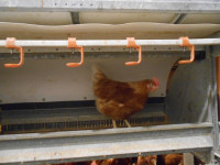 Free Range Laying Hens for Sale!! Please Read