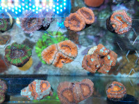 Acans frags available REEF Saltwater