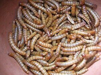 LIVE MEALWORMS, SUPERWORMS, CRICKETS, ISOPODS