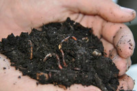 Red Wiggler Worms for Composting