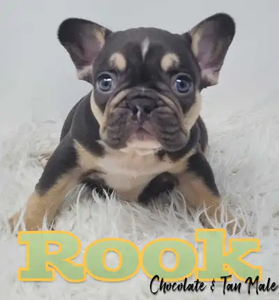 French Bulldog Puppies Family Raised, View more