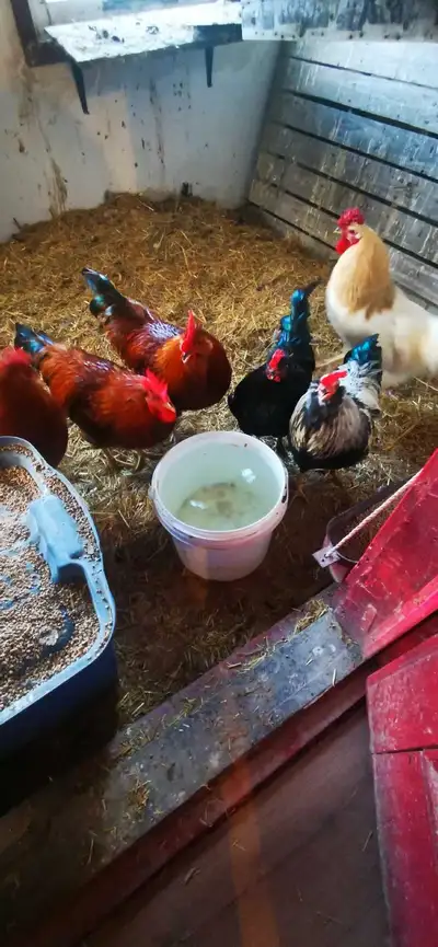 Free roosters