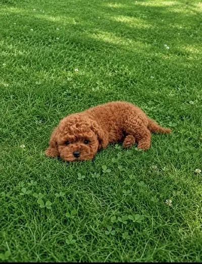 Teddy Bear! PUREBRED, Tiny Toy PED poodle pup! Male. High-qualit, View more