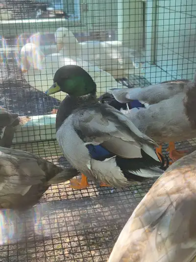 calls duck hatching eggs/oeufs fécondés , View more