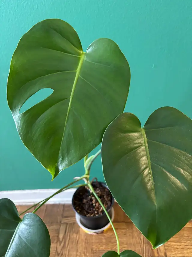 Monstera Deliciosa in Plants, Fertilizer & Soil in City of Toronto - Image 3