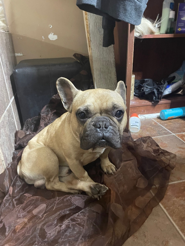 6 year old male freach bulldog in Dogs & Puppies for Rehoming in Winnipeg - Image 2