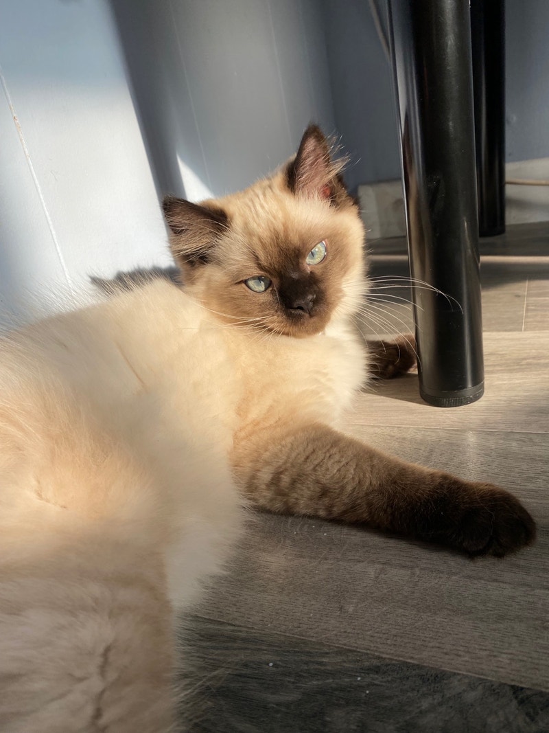 3 months year old cat, it’s breed is Siamese cat. Cats & Kittens for