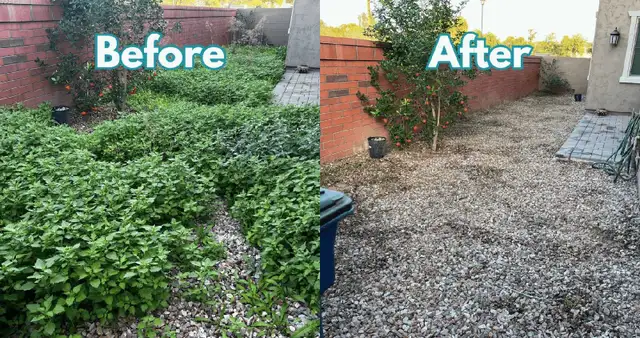 garden cleaning service 