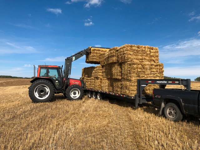 small square bales of straw in Livestock in Red Deer - Image 4