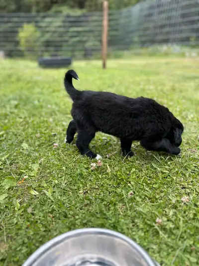 Lab/Australian Shepherd X Puppies Available , View more