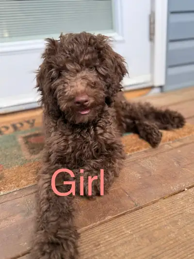 Goldendoodle puppies, View more