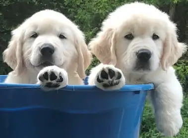 Puppy Ontario English Cream Golden Retriever, View more