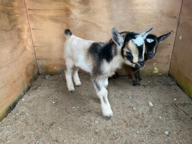 Organically Raised Nigerian Dwarf Goat Kids in Livestock in Barrie - Image 3