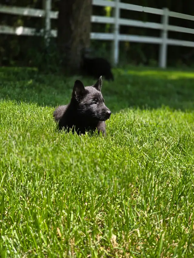 All Black& Sable Czech Line German Shepherd Puppies in Dogs & Puppies for Rehoming in Cornwall - Image 7