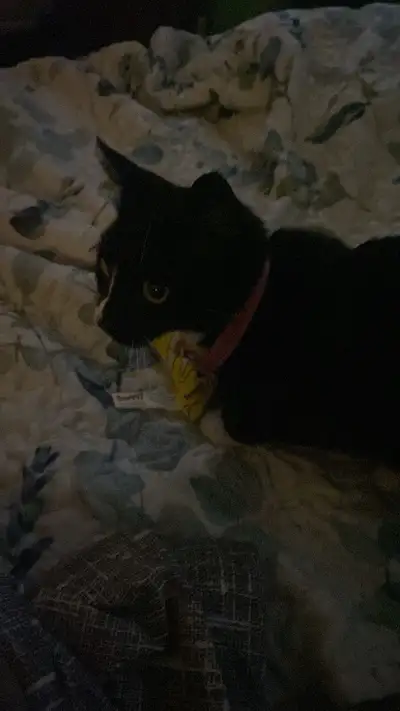 kitten for sale, View more