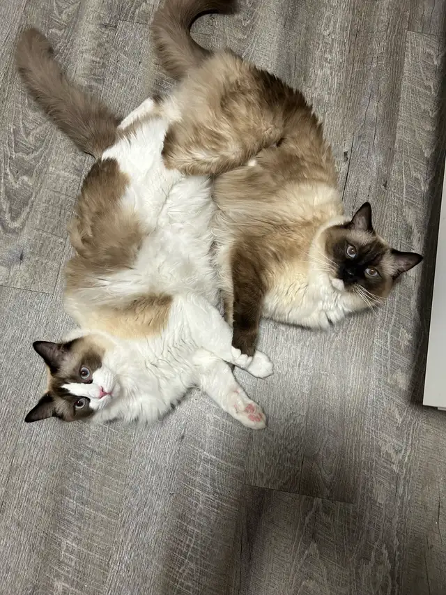 These Beautiful Ragdolls Need A Home
