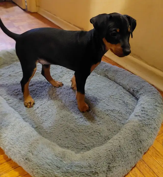 Mini Pinchers (Minpin) in Dogs & Puppies for Rehoming in Sarnia - Image 4