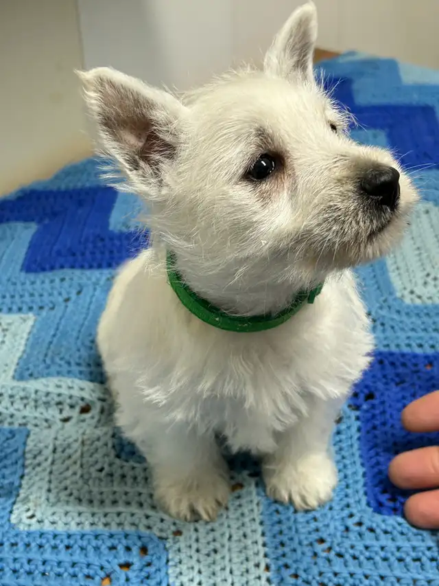 Westie Puppies $1200.00 in Dogs & Puppies for Rehoming in Stratford - Image 2