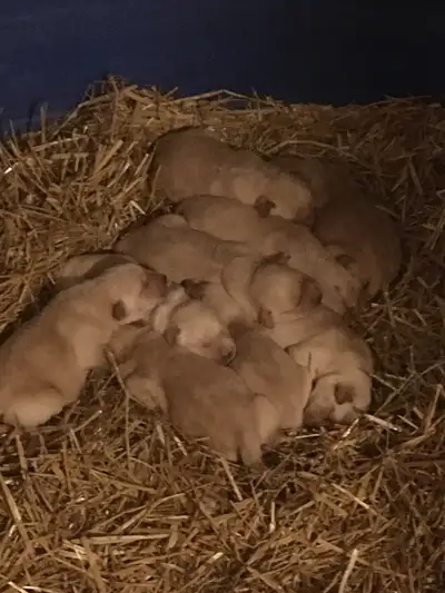 Lab Puppies For Sale, View more