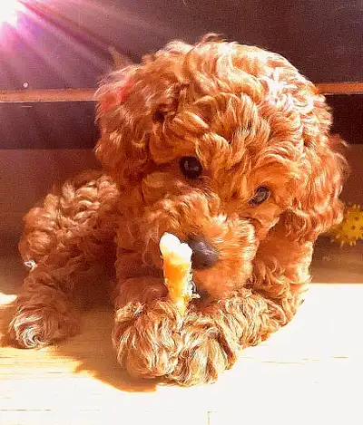These adorable Miniature Poodle puppies are looking for their forever homes! These playful pups have...