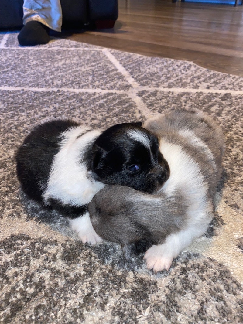 Rare puppies Dogs & Puppies for Rehoming Chilliwack Kijiji