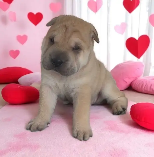 Chinese Shar-Pei Female Puppies in Dogs & Puppies for Rehoming in Mississauga / Peel Region - Image 4