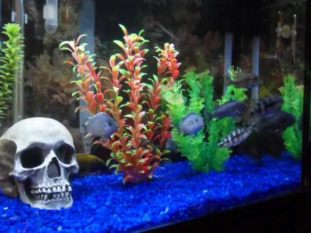 Cleaning aquariums (maintenance) Entretien des aquariums in Other in Laval / North Shore - Image 9