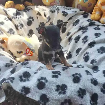 Petit chiot mâle noir et feu né le 28 avril prêt à rejoindre sa nouvelle famille le 23 juin.A son dé...
