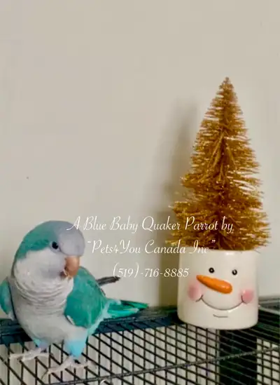 Baby Quaker Parrots / Monk Parakeets, View more