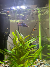 10 gallon fish tanks 