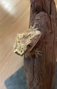 Gecko à crête adulte prêt à l’adoption 