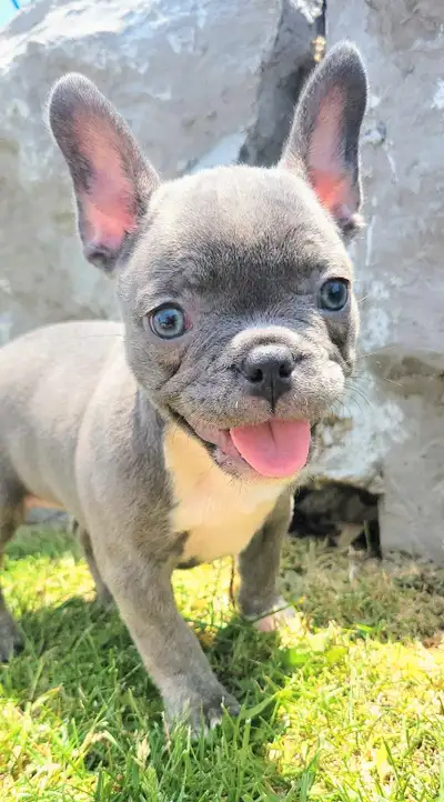 French Bulldog Puppies Ready NOW , View more