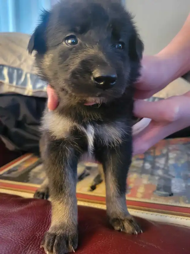 Border Collie cross Puppies in Dogs & Puppies for Rehoming in Strathcona County - Image 5