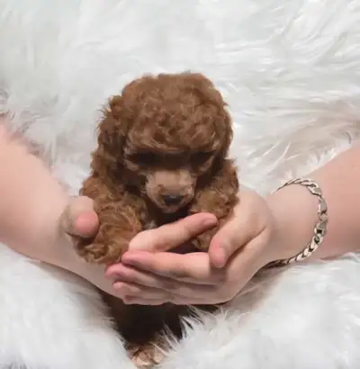 Red Male Miniature Poodle, View more